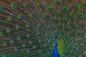 A peacock.